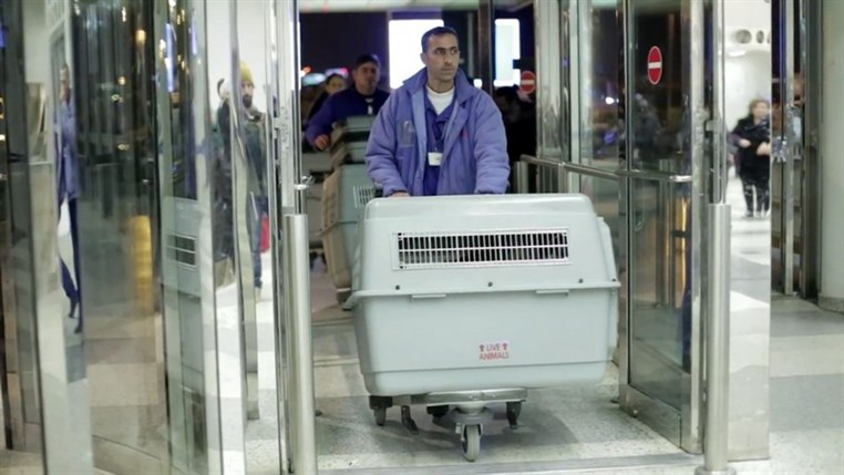  BETA Launches New Program To Send Lebanese Dogs Abroad,Facing Low Local Adoption Rates